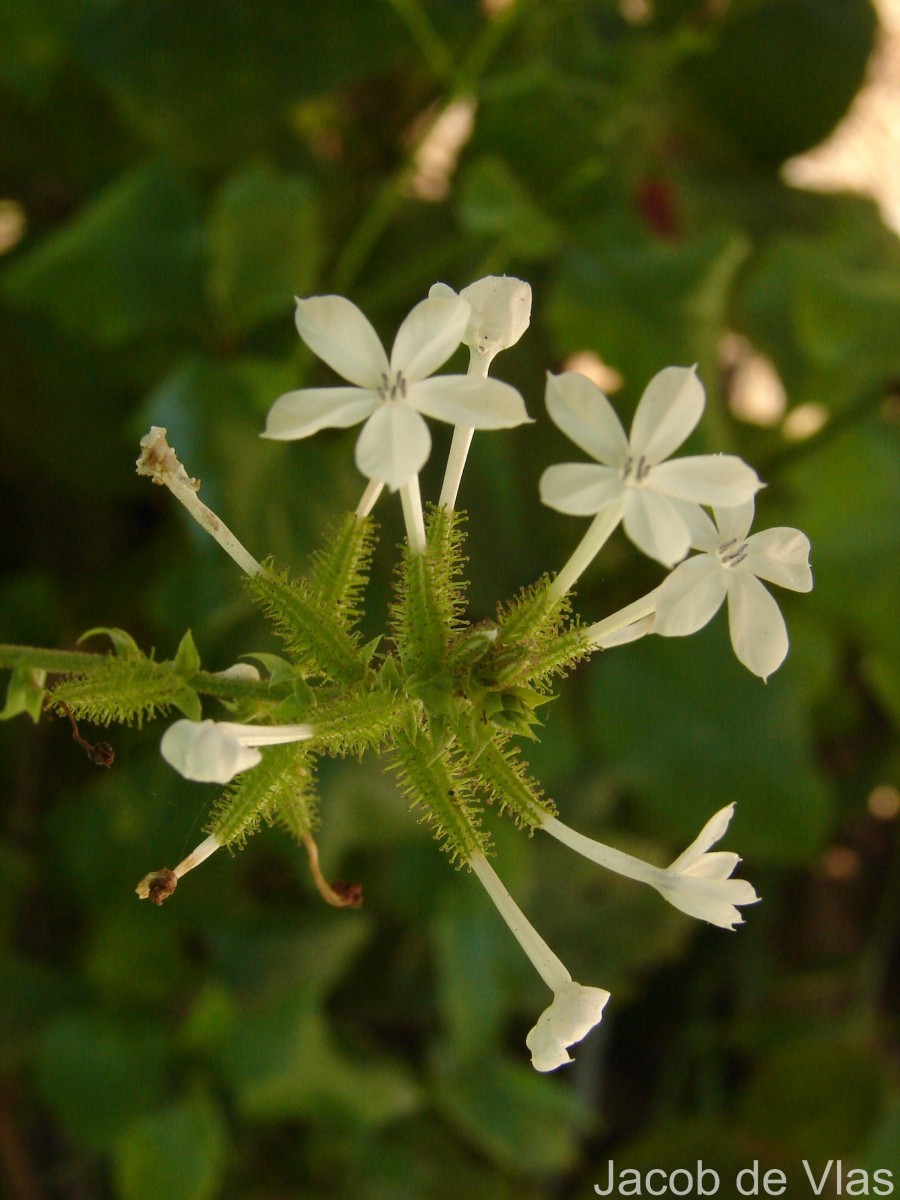 Plumbago zeylanica L.